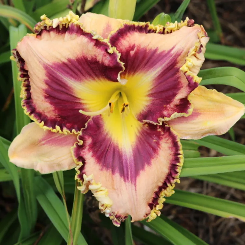 Dr Marc C. Laroche from Haley_Springs_Farm