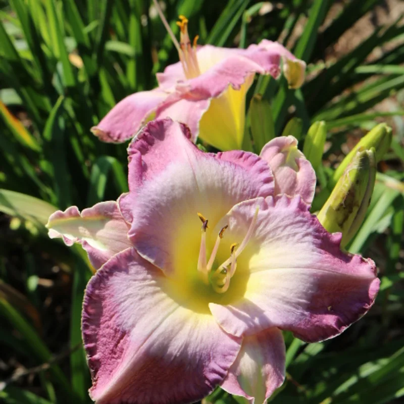 Dr Julius Charba from Haley_Springs_Farm