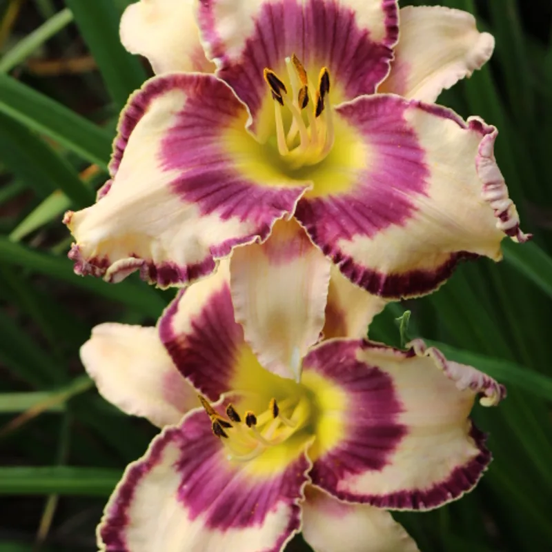 Edge of Paradise daylily bloom