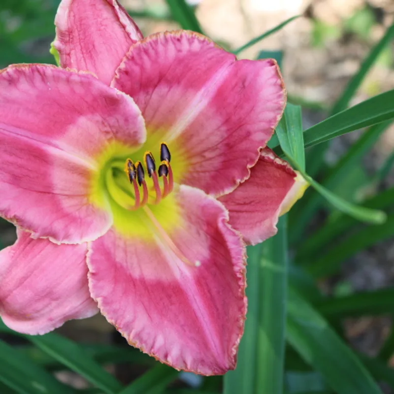 Enchanting Esmerelda from Haley_Springs_Farm