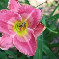 Enchanting Esmerelda thumbnail
