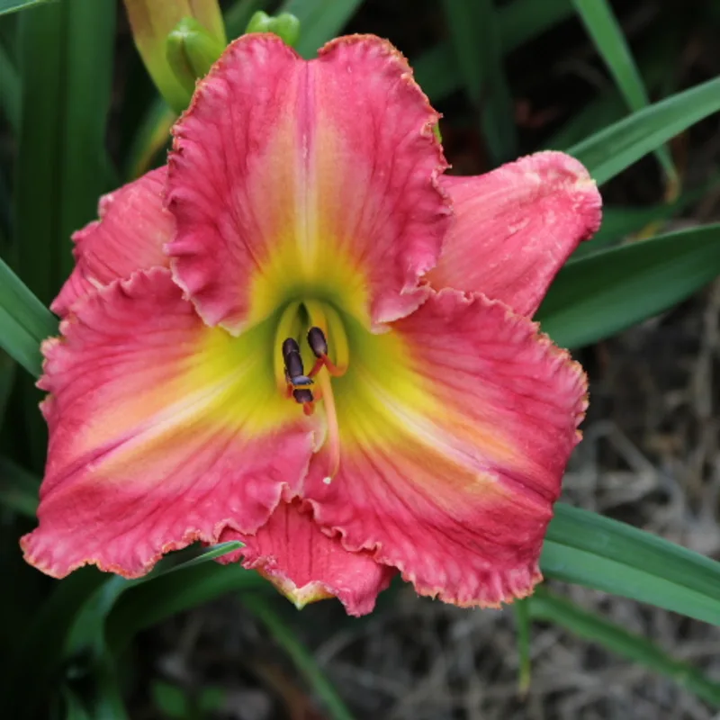 Enchanting Esmerelda from Haley_Springs_Farm