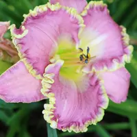 Frank's Star of Bethlehem thumbnail