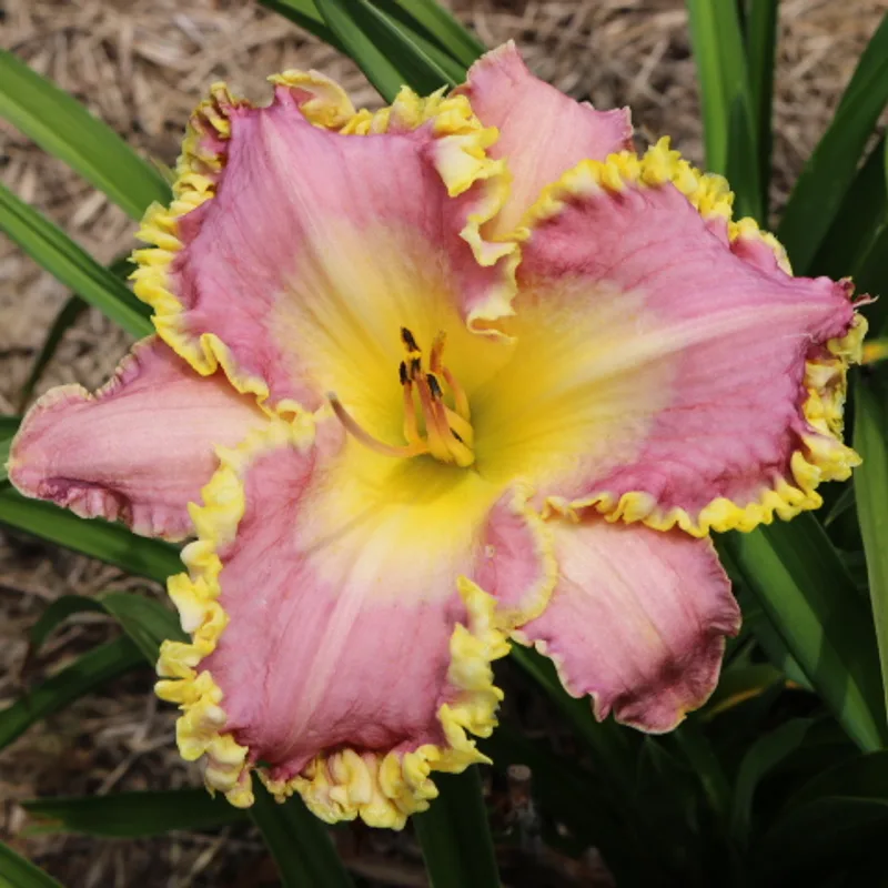 Frank's Star of Bethlehem from Haley_Springs_Farm