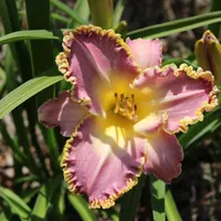 Frank's Star of Bethlehem thumbnail