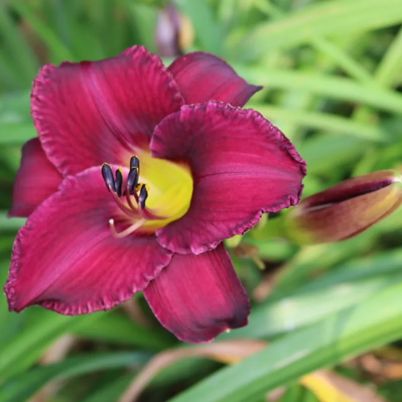 Georgette Belden from Haley_Springs_Farm