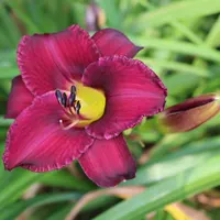 Georgette Belden thumbnail