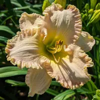 Kensington Plantation thumbnail
