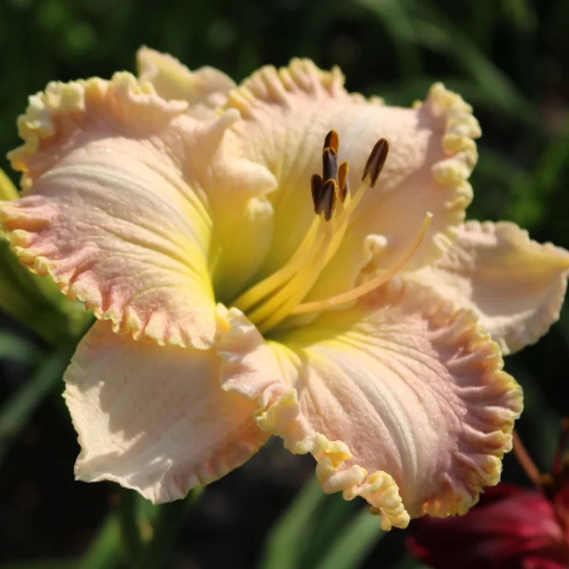 Kensington Plantation from Haley_Springs_Farm