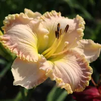 Kensington Plantation thumbnail