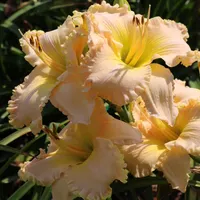Kensington Plantation thumbnail