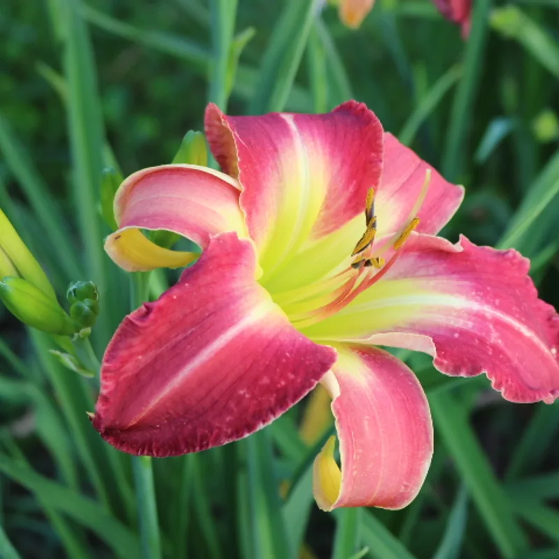 Long Legged Lap Dancer from Haley_Springs_Farm