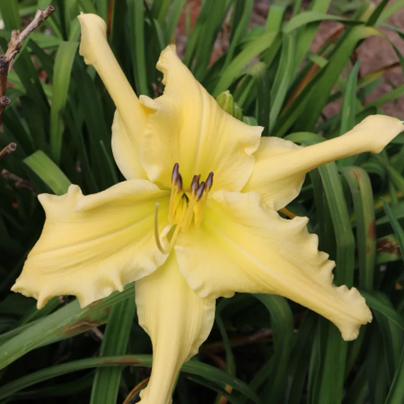 Mynelle's Starfish from Haley_Springs_Farm