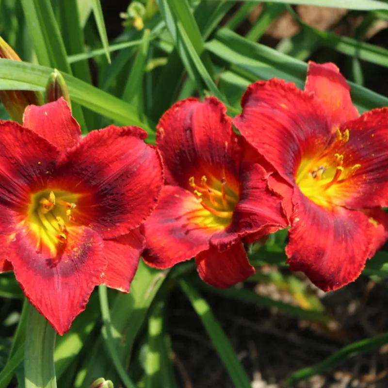 Pagan Passion from Haley_Springs_Farm