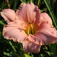 Patrician Splendor thumbnail
