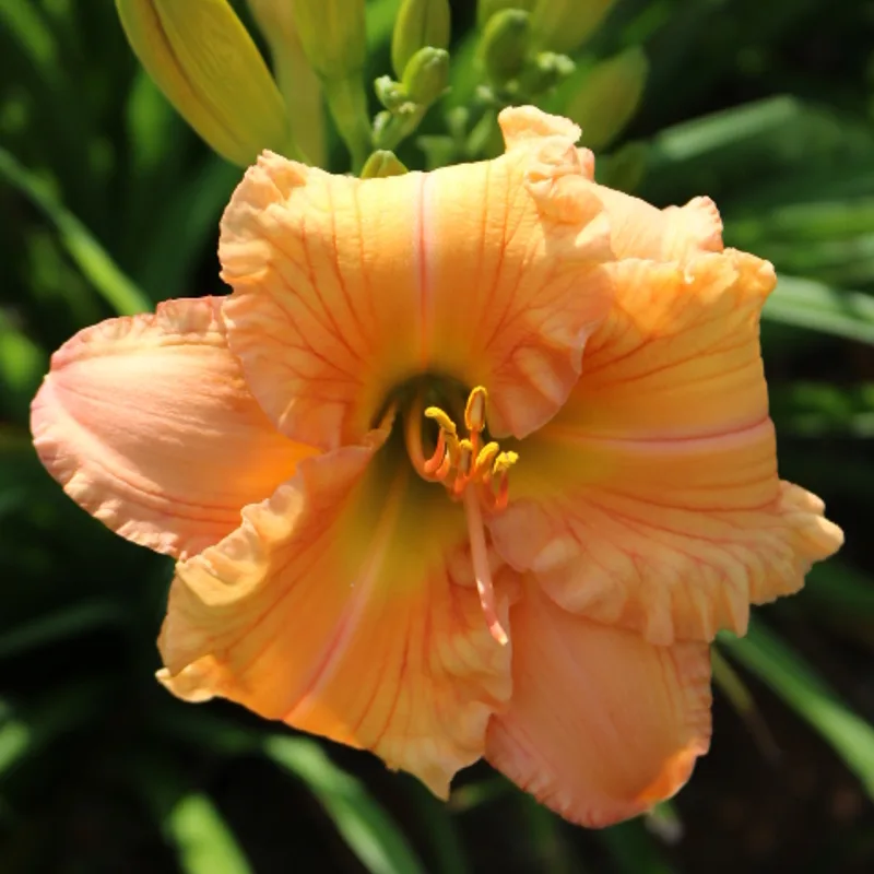 Rainbow Over Georgia daylily bloom