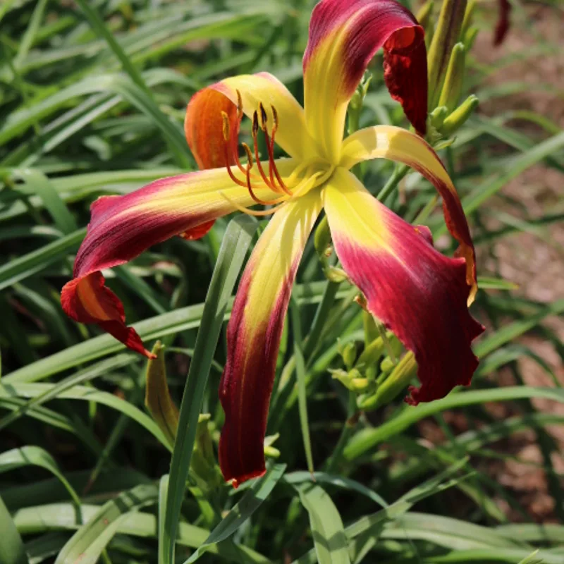 Redskin Walker from Haley_Springs_Farm