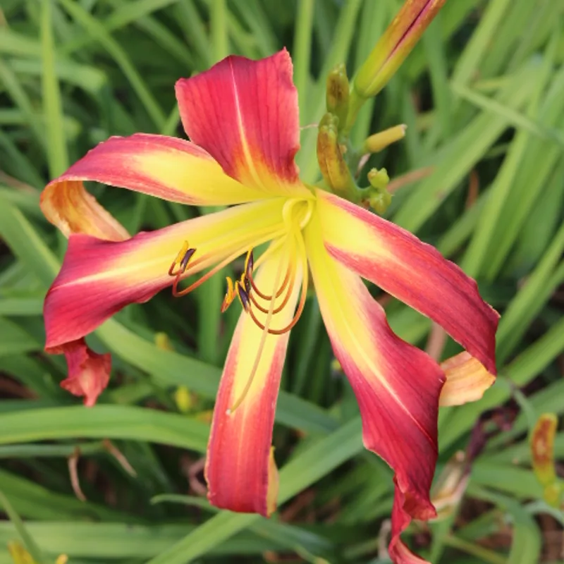 Redskin Walker from Haley_Springs_Farm