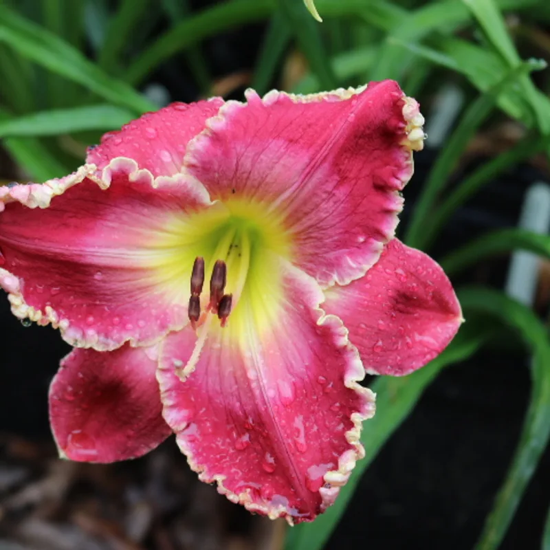 Reining daylily bloom