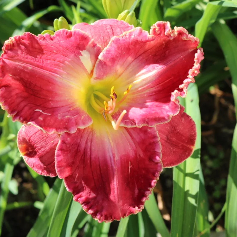 Reining from Haley_Springs_Farm