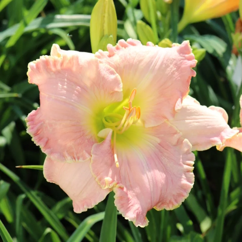Ricter from Haley_Springs_Farm