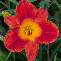 Scarlet Pansy thumbnail