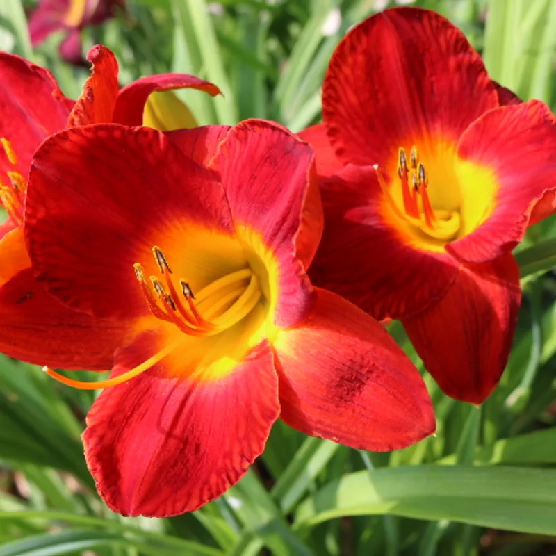 Scarlet Pansy from Haley_Springs_Farm