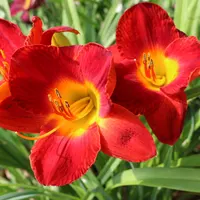 Scarlet Pansy thumbnail