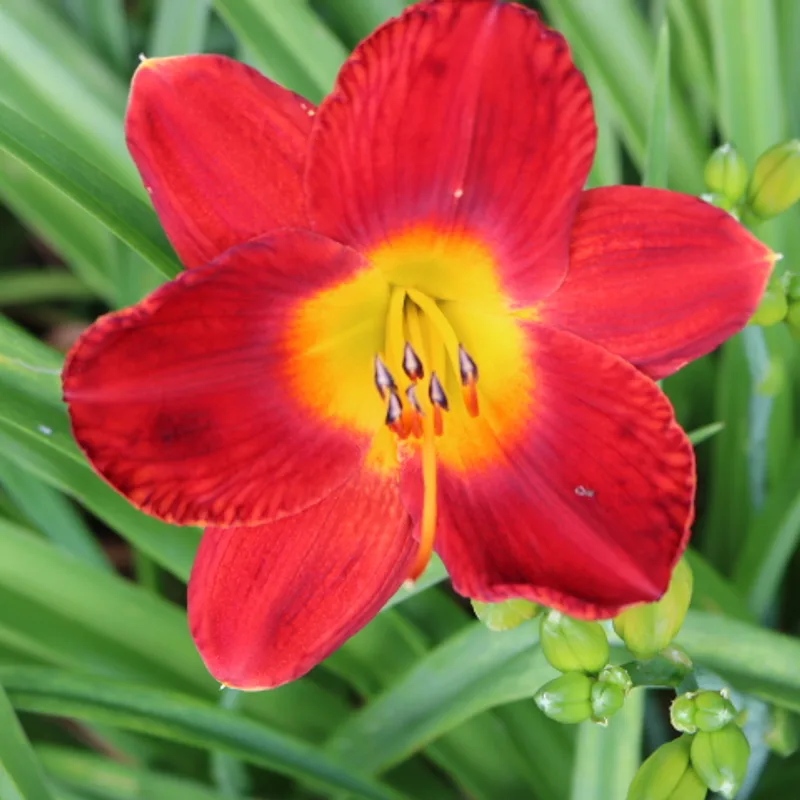 Scarlet Pansy from Haley_Springs_Farm