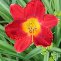 Scarlet Pansy thumbnail