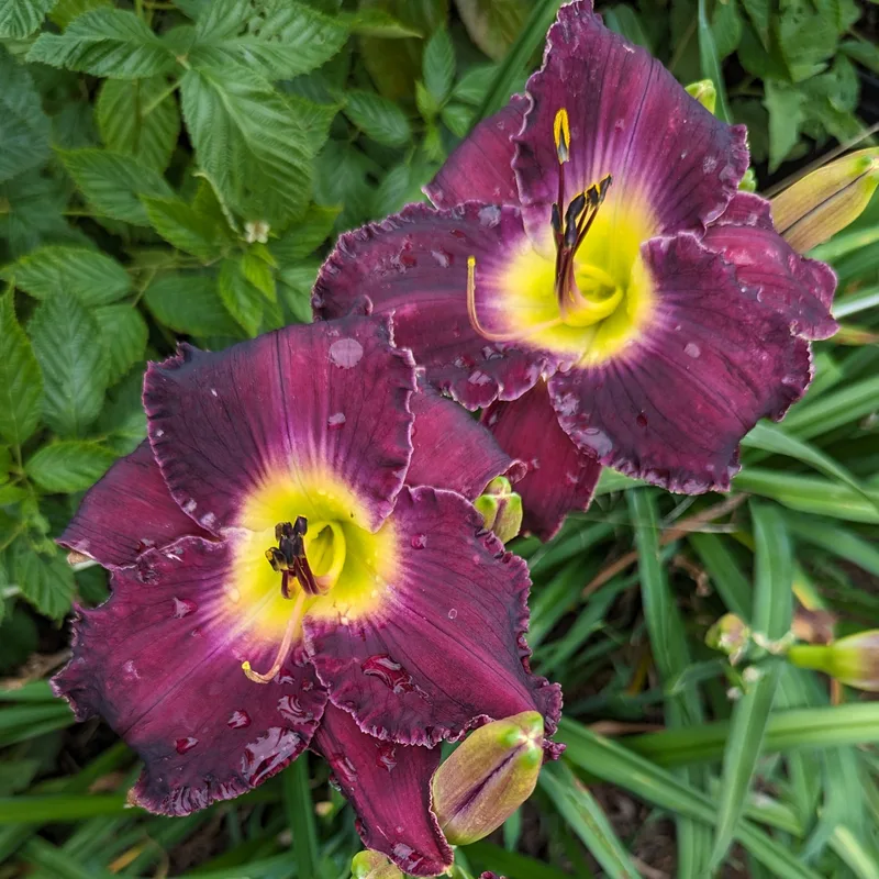 Shaka Zulu from Haley_Springs_Farm
