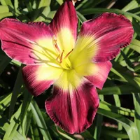 Sharon's Delight thumbnail