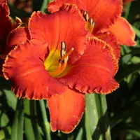 Spacecoast Tiny Inferno thumbnail