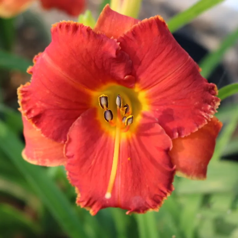 Spacecoast Tiny Inferno from Haley_Springs_Farm