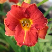 Spacecoast Tiny Inferno thumbnail