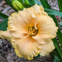 Spacecoast Tiny Perfection thumbnail