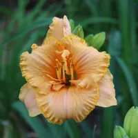 Spacecoast Tiny Perfection thumbnail