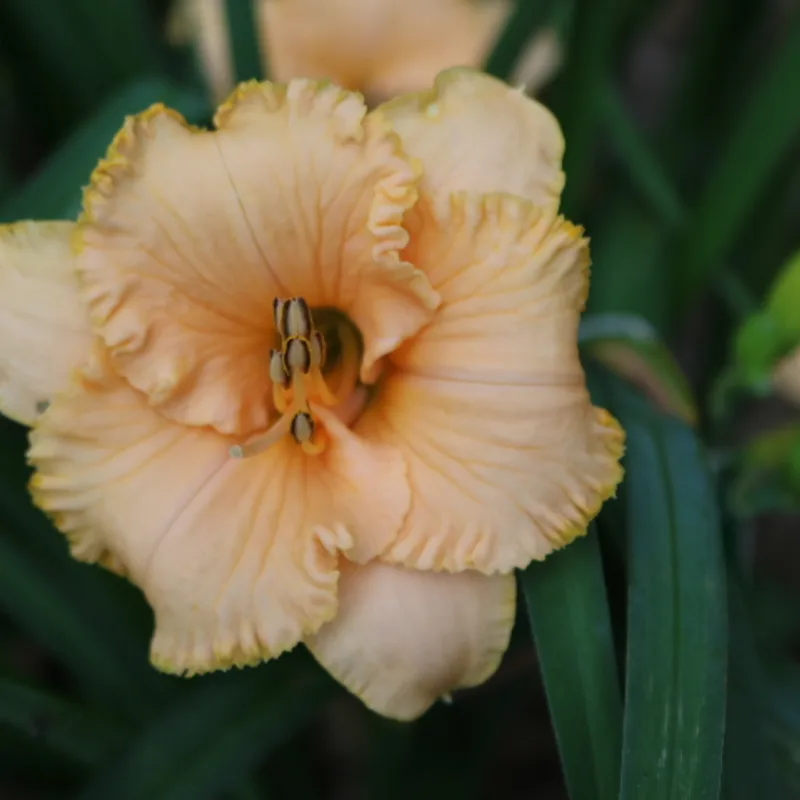 Spacecoast Tiny Perfection from Haley_Springs_Farm