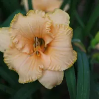 Spacecoast Tiny Perfection thumbnail