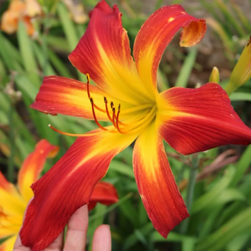Springfield Clan from Haley_Springs_Farm