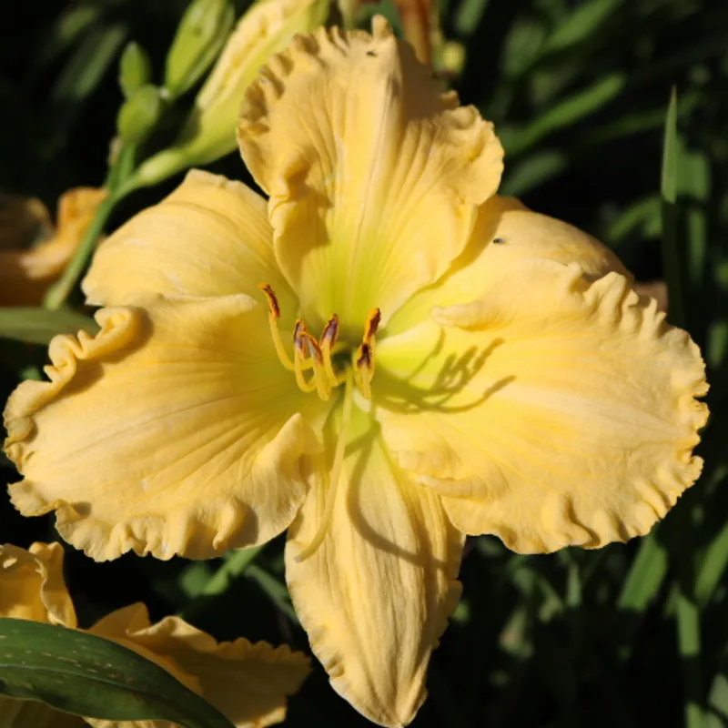 Yazoo Elsie Hintson from Haley_Springs_Farm