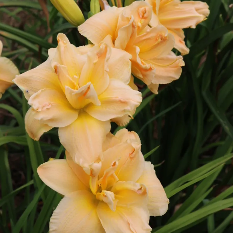Silent Thunder from Haley_Springs_Farm
