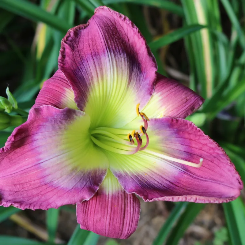 Reforma Boulevard from Haley_Springs_Farm