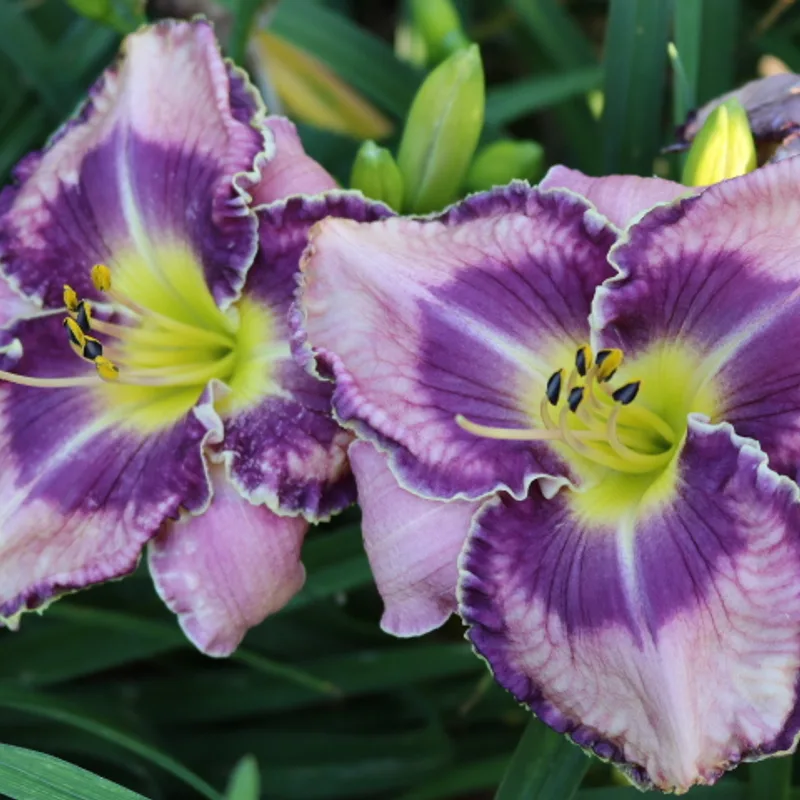 Martina Verhaert daylily bloom