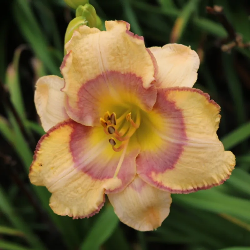 Tangled Up in Blue daylily bloom