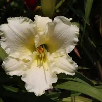 Onion Patch thumbnail