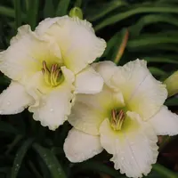 Onion Patch thumbnail