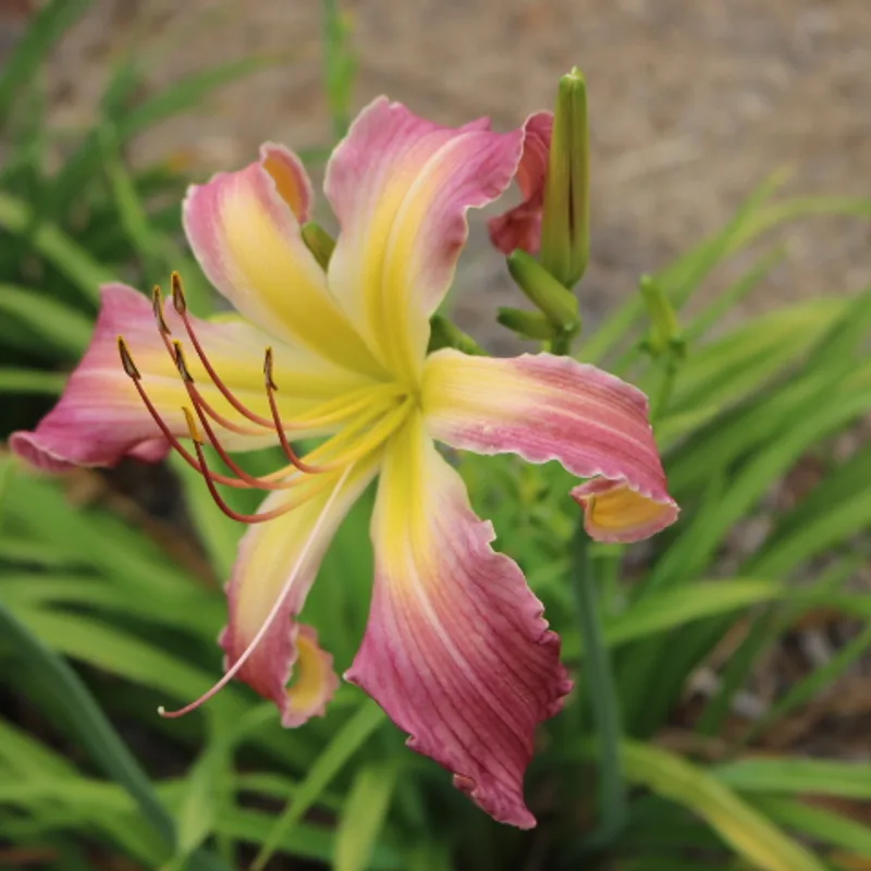North Wind Dancer from Haley_Springs_Farm