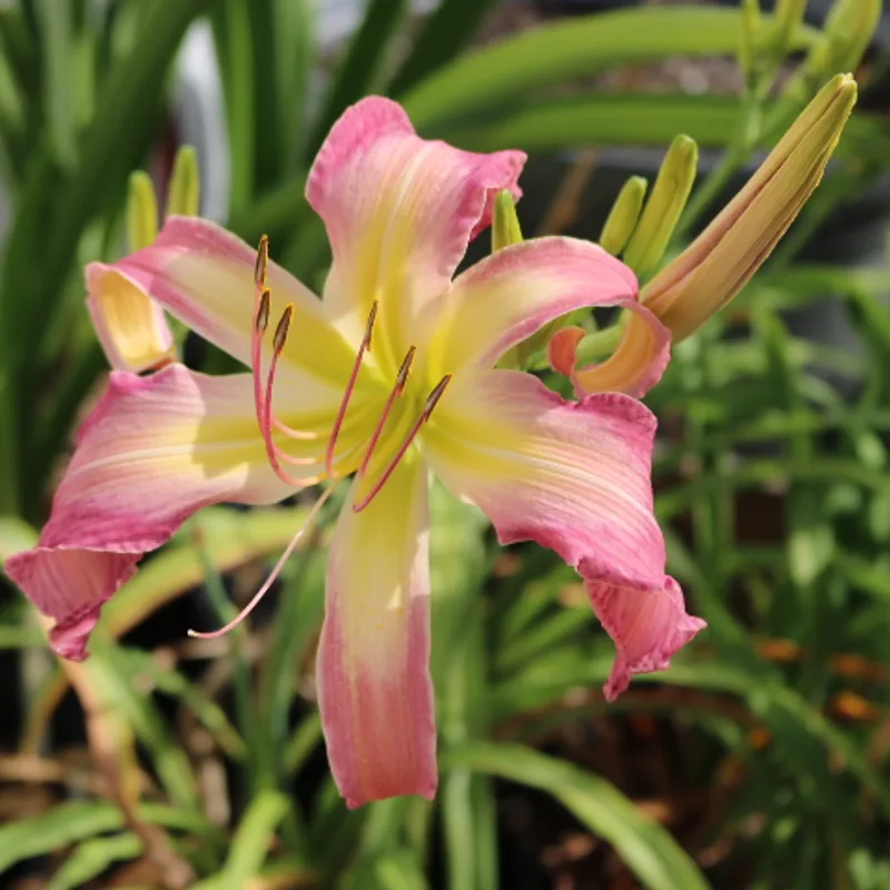 North Wind Dancer from Haley_Springs_Farm