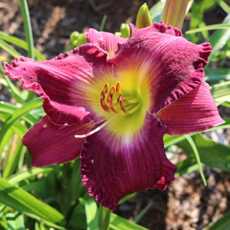 David Scott Turk daylily bloom